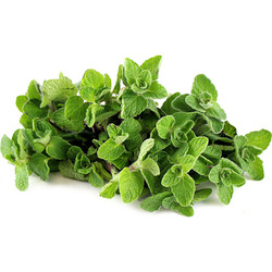 Oregano