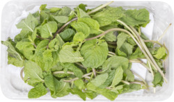Mint Washed & Checked