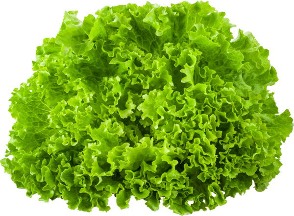 חסה לאליק שדות בעמק