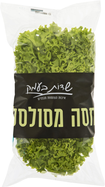 חסה מסולסלת שדות בעמ