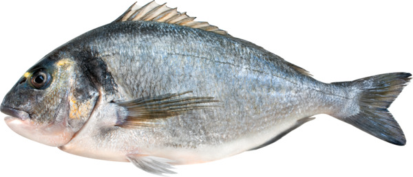 דניס M מחיר לפי משקל