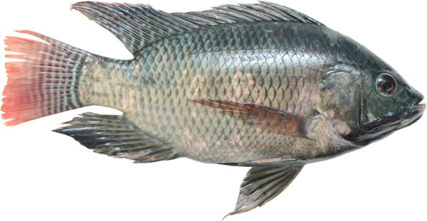 אמנון טרי שלם