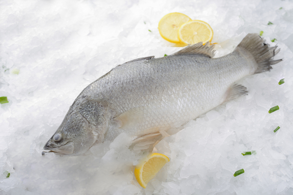 דג ברמונדי נקי טרי