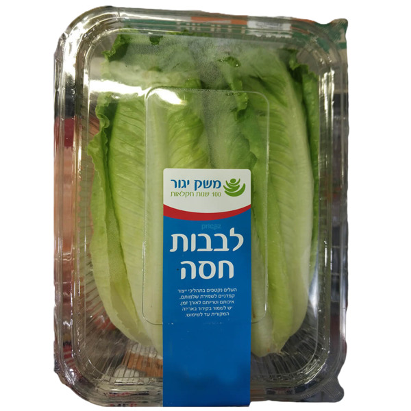 חסה לבבות יח