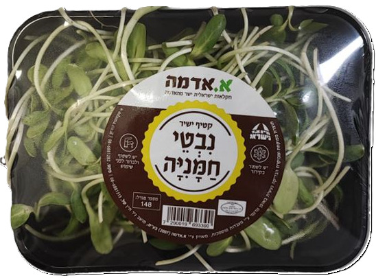 נבטי חמניה י"ח