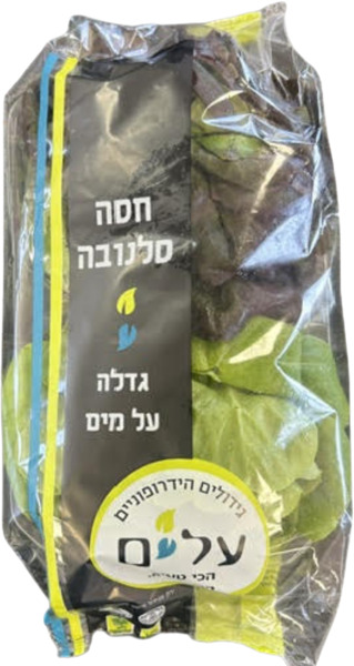 חסה סלנובה טבע הבריאה