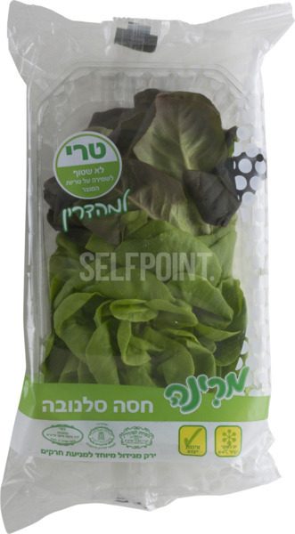 חסה סלנובה מהדרין