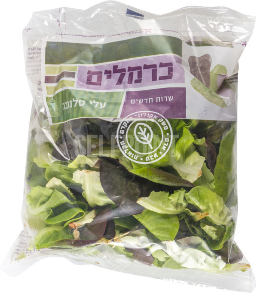 עלי סלנובה