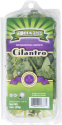 Cilantro