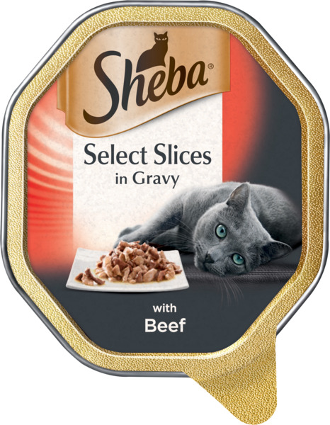 בקר לחתול