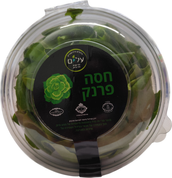 חסה פרנק