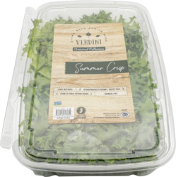 Summer Crisp Lettuce