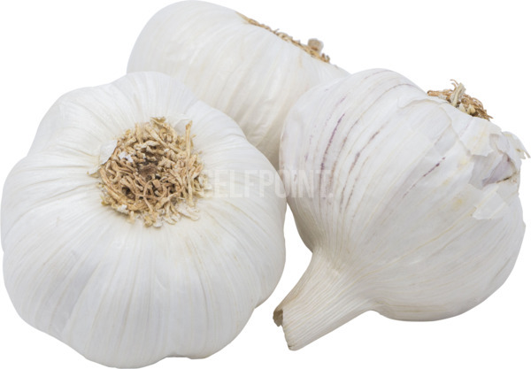 שום יבש ארוז