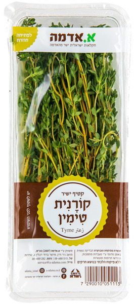קורנית