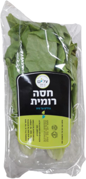 חסה ערבית טבע הבריאה