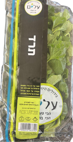 תרד ניוזילנדי הידרופוני `עלים` תו הזהב