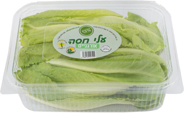 עלי חסה אורגניים