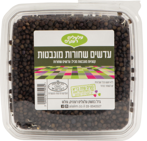 עדשים שחורות מונבטות