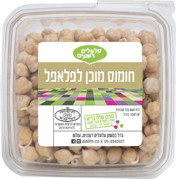 חומוס מונבט