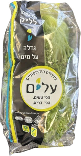 חסה לליק הידרופוני `עלים` תו הזהב
