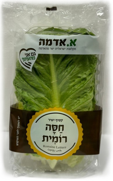 חסה רומית