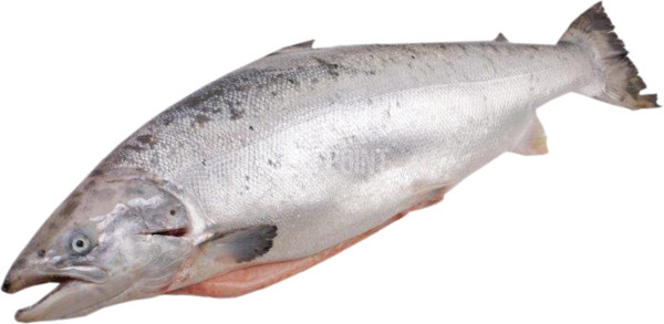 דג סלמון טרי שלם ק"ג