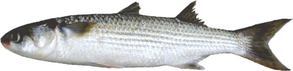 בורי טרי נקי