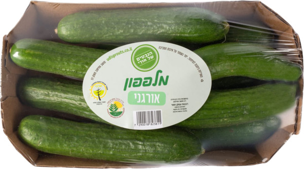 מלפפון אורגני
