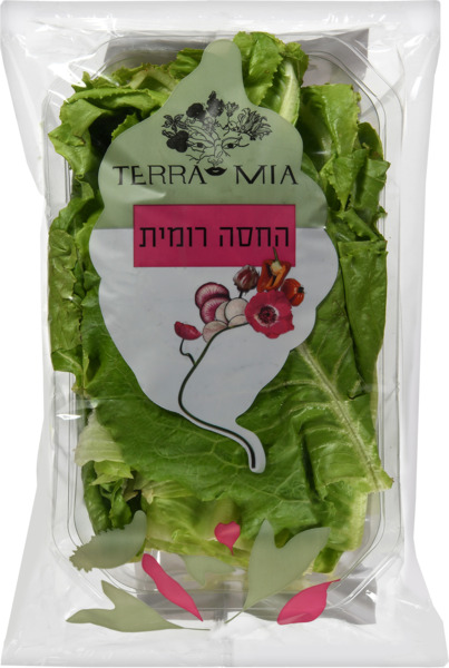 החסה הרומית