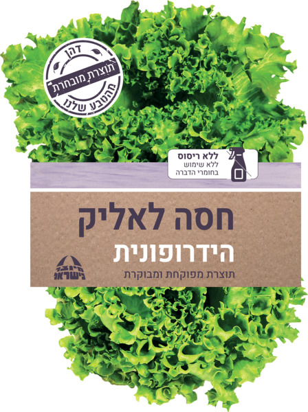 חסה לאליק הידרופונית (ק)
