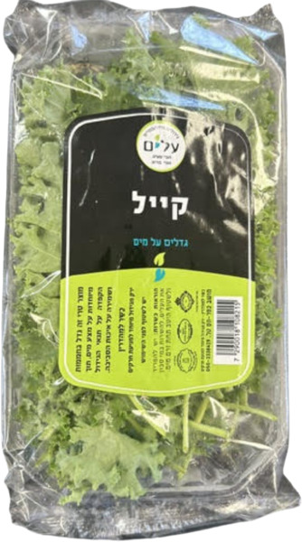 קייל הידרופוני `עלים` תו הכסף