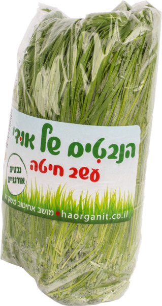 עשב חיטה
