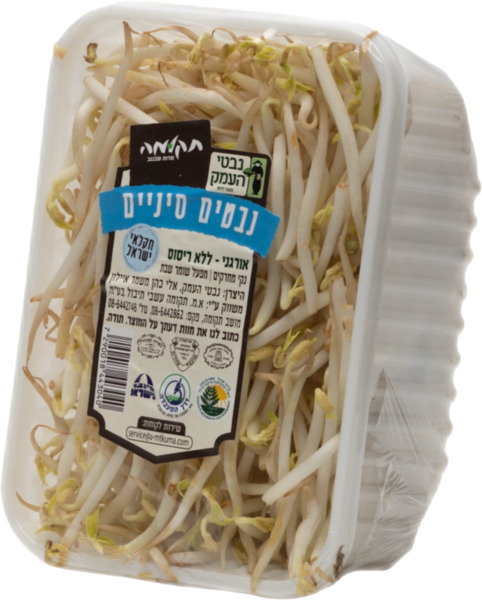 נבטים סיניים נבטי העמק