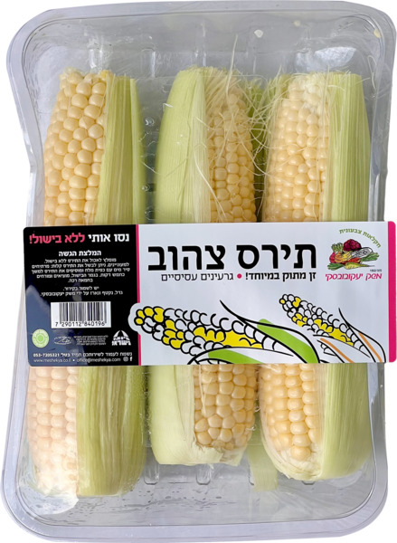 תירס מתוק