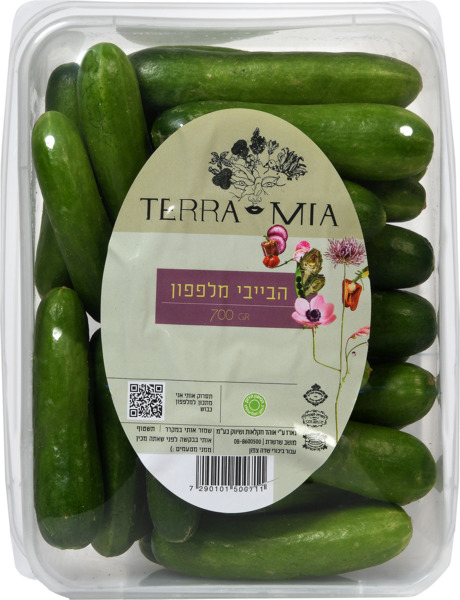 מלפפון להחמצה טרה מי