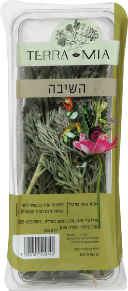 שיבה