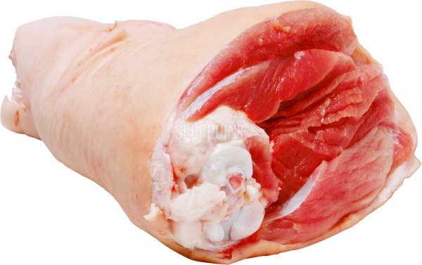 שולטר עם עצם